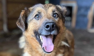 Manju Z ca. 43 cm   der Schöne