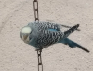 Junge Wellensittiche 