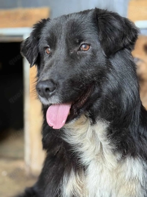 Ziggy ca. 47 cm   der Schöne