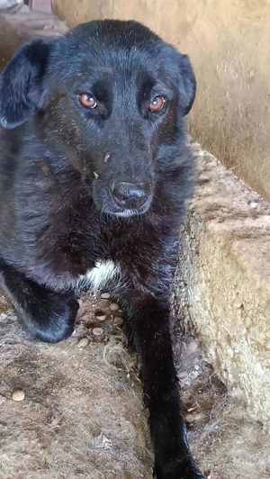 Pixel ca. 45 cm   möchte auch gefallen