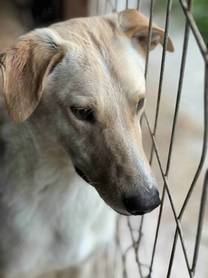 Tamino ca. 50 cm   wird ein treuer Partner