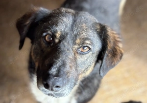 Sparky L ca. 47 cm   der Aufgeschlossene