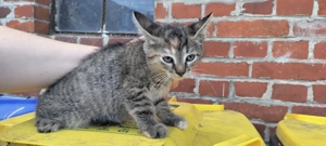 5 süße Katzenbabys suchen ein neues Zuhause 