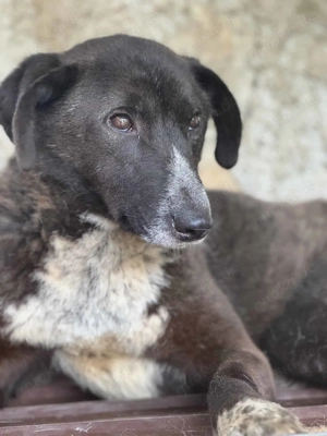 Motte S ca. 45 cm   möchte endlich was erleben
