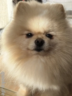 Pomeranian Zwergspitz 