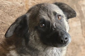 Mandri ca. 50 cm   die Aufgeschlossene