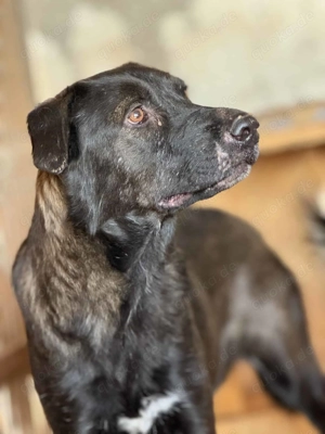 Nigel ca. 46 cm   der Strahlende