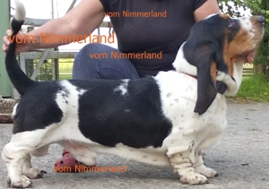 Basset Hound Welpen