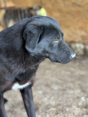 Lisa S ca. 43 cm   geht in der Menge unter Bild 7