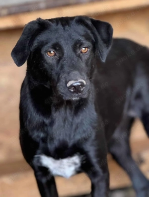 Lisa S ca. 43 cm   geht in der Menge unter Bild 8