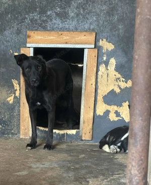 Jule H ca. 52 cm   die schwarze Schönheit