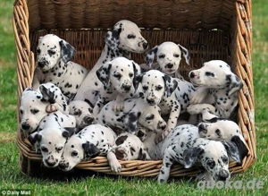    Reinrassige Dalmatiner-Welpen suchen ein liebevolles Zuhause   