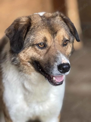 Marlo ca. 40 cm   braucht eine liebevolle Hand