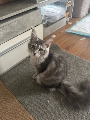MainCoon Britisch Kurzhaar
