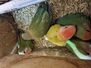 RosenKöpfchen Bild 2