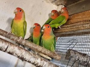 RosenKöpfchen Bild 5