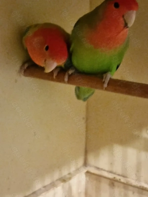 RosenKöpfchen Bild 3