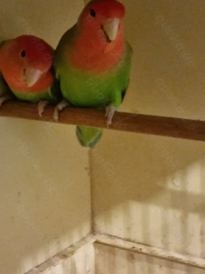 RosenKöpfchen Bild 4