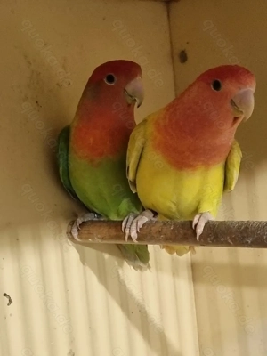 RosenKöpfchen Bild 6