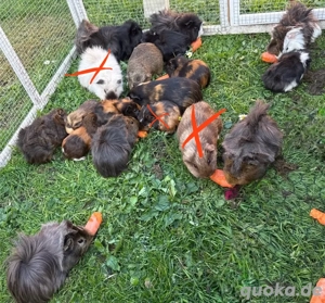 Farbenfrohe Meerschweinchen Böcke suchen ein Zuhause