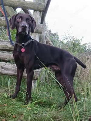 Deutsch Kurzhaar sucht sportlichen Lehrer, Begleiter, Liebhaber mit Geduld und ohne Erwartungen, 