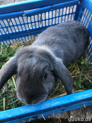 Junge zwergkaninchen Zwergwidder 