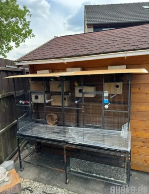 Junge Pfirsichköpfchen Agaporniden