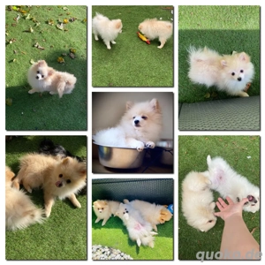 Pomeranian ZwergSpitz Welpe