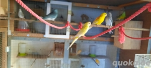 Verkaufe blauen Singsittich männlich