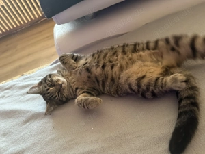 18 Wochen altes Weibchen Katze 