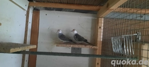 Verkaufe Diamanttauben Paar schecken