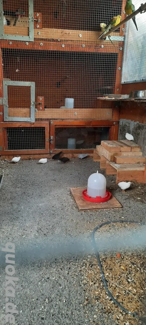 Verkaufe Chinesische Zwergwachteln in weiß und schwarz