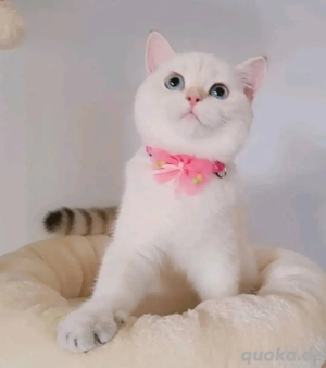 Zwei Britisch Kurzhaar Kätzchen