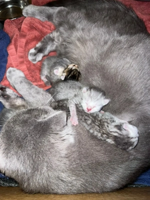 Erfahrener BKH Silber Shaded Deckkater steht Damen zur Verfügung