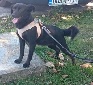Nora (geb. ca. 05 2022) lebt im Tierheim in Bosnien und sucht ein Zuhause