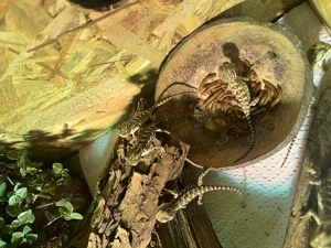 Bartagamen Jungtiere Zwergbartagame