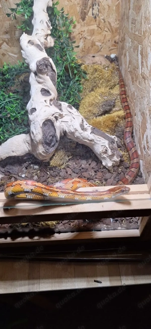 Kornnatter ( weiblich ) mit Terrarium