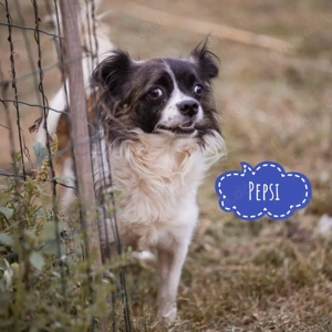 Pepsi, Langhaar Chihuahua Mix Rüde