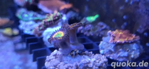 Zoa "Sunny D."