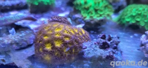 Leptastrea Burning (orange) LPS