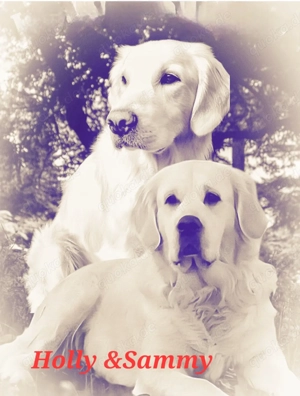 Wundervolle Golden Retriever Welpen in liebevolle Hände abzugeben 