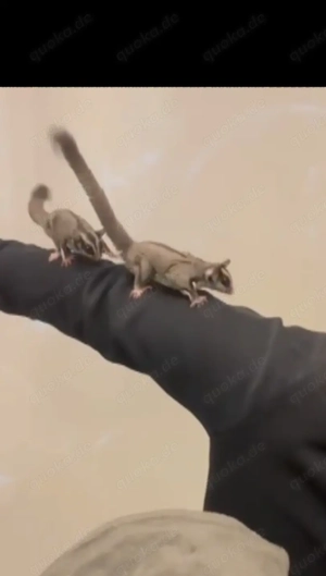 3 sugerglider Kurzkopfgleitbeutler