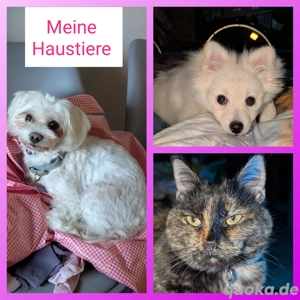 2 Zimmer Wohnung mit Haustieren gesucht 