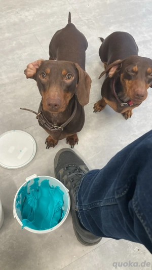 Deckrühde Dackel Bild 2