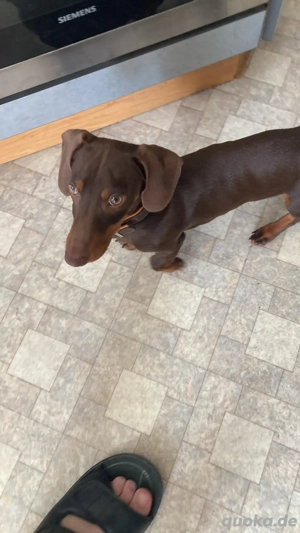 Deckrühde Dackel Bild 3