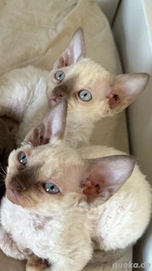 Devon Rex Kitten   liebevolle Schmusekätzchen suchen ihr Zuhause  Bild 2