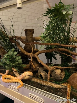 Schlangen - Terrarium - Unterschrank - (all inclusive)  Bild 3