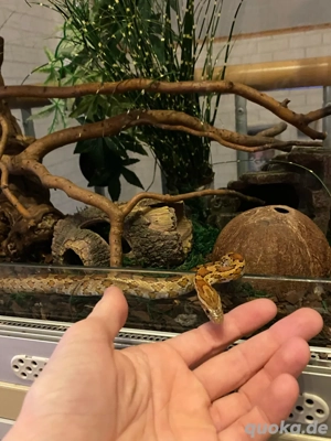Schlangen - Terrarium - Unterschrank - (all inclusive)  Bild 2