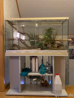 Terrarium - Unterschrank (all inclusive) + Schlangen