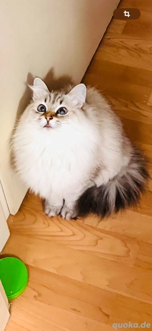 Sibirische Neva Maskuarade katze von Linie Welt und Internationale Chempinon mit Stammbaum